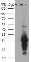OriGene TA503989AM image 1