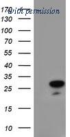 OriGene TA503990AM image 1