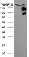 OriGene TA504007AM image 1