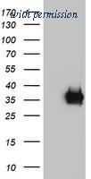 OriGene TA504009AM image 1