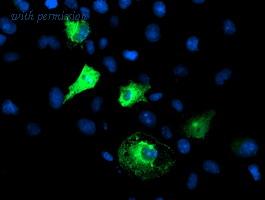 OriGene TA504013AM image 1