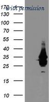OriGene TA504022AM image 1