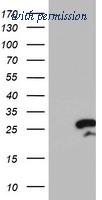 OriGene TA504031BM image 1