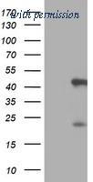 OriGene TA504055BM image 1
