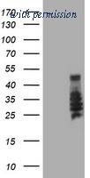 OriGene TA504056AM image 1