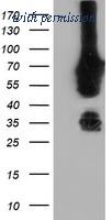 OriGene TA504072AM image 1