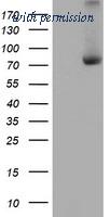 OriGene TA504079AM image 1