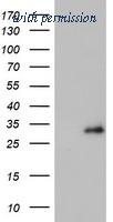OriGene TA504090AM image 1