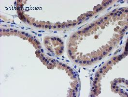 OriGene TA504091AM image 1