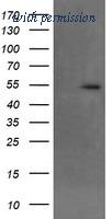 OriGene TA504092BM image 1