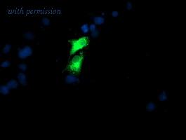 OriGene TA504112AM image 1