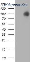 OriGene TA504129AM image 1