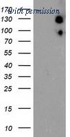 OriGene TA504130BM image 1