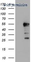 OriGene TA504134BM image 1