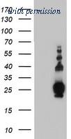 OriGene TA504156BM image 1