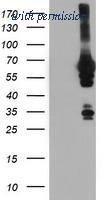 OriGene TA504157AM image 1