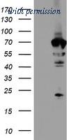 OriGene TA504158AM image 1