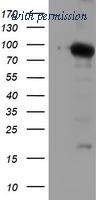OriGene TA504160AM image 1