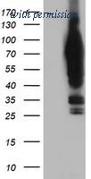 OriGene TA504180BM image 1