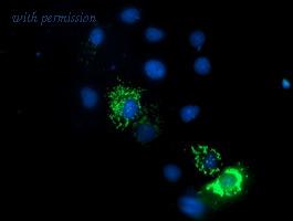OriGene TA504189AM image 1
