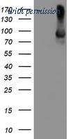 OriGene TA504213AM image 1