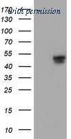 OriGene TA504220BM image 1