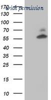 OriGene TA504232BM image 1