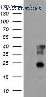 OriGene TA504275AM image 1