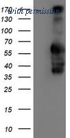 OriGene TA504277BM image 1