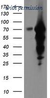 OriGene TA504298AM image 1