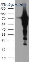 OriGene TA504299AM image 1
