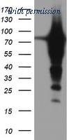 OriGene TA504300AM image 1
