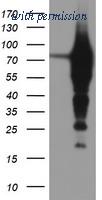 OriGene TA504301BM image 1