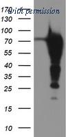 OriGene TA504302AM image 1