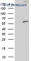 OriGene TA504303BM image 1