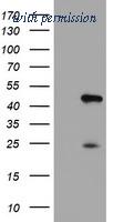 OriGene TA504306AM image 1
