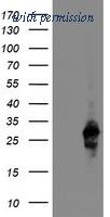 OriGene TA504308AM image 1