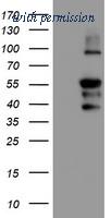 OriGene TA504310AM image 1