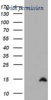 OriGene TA504331AM image 1