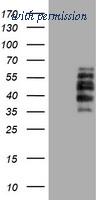 OriGene TA504332AM image 1