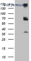 OriGene TA504337BM image 1