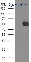 OriGene TA504360AM image 1