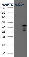 OriGene TA504370AM image 1