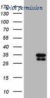 OriGene TA504371AM image 1