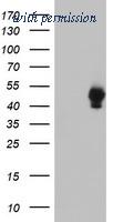 OriGene TA504381AM image 1