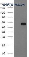 OriGene TA504384BM image 1