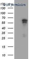 OriGene TA504406AM image 1