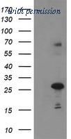 OriGene TA504415AM image 1