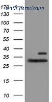 OriGene TA504436BM image 1