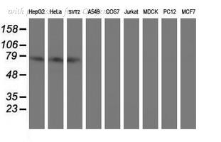 OriGene TA504447BM image 1